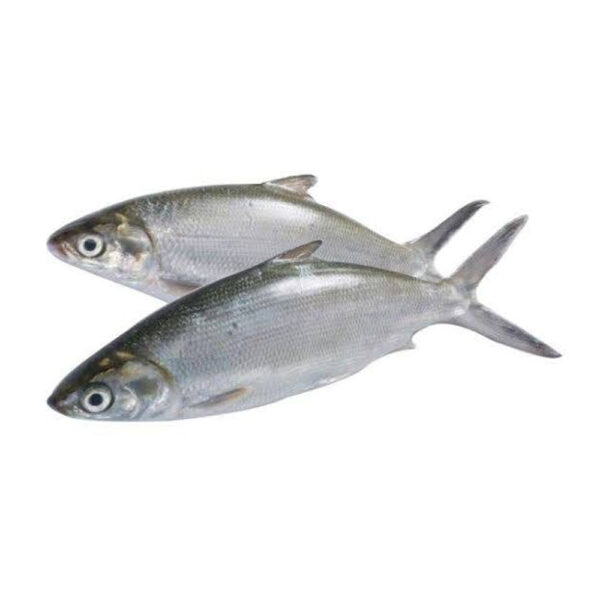 Bangus (Milkfish / Fresh & Meaty)