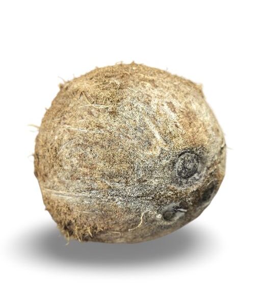 Coconut (Nyog) Big
