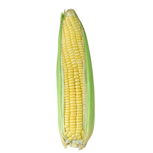 Sweet Yellow Corn